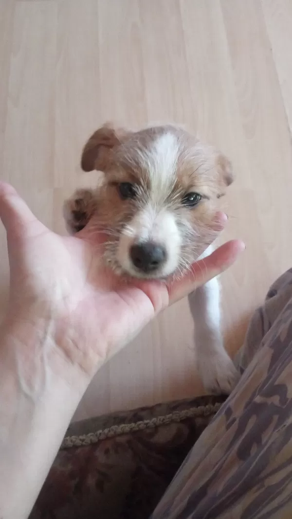 Anne Jack Russell Baba Maltese