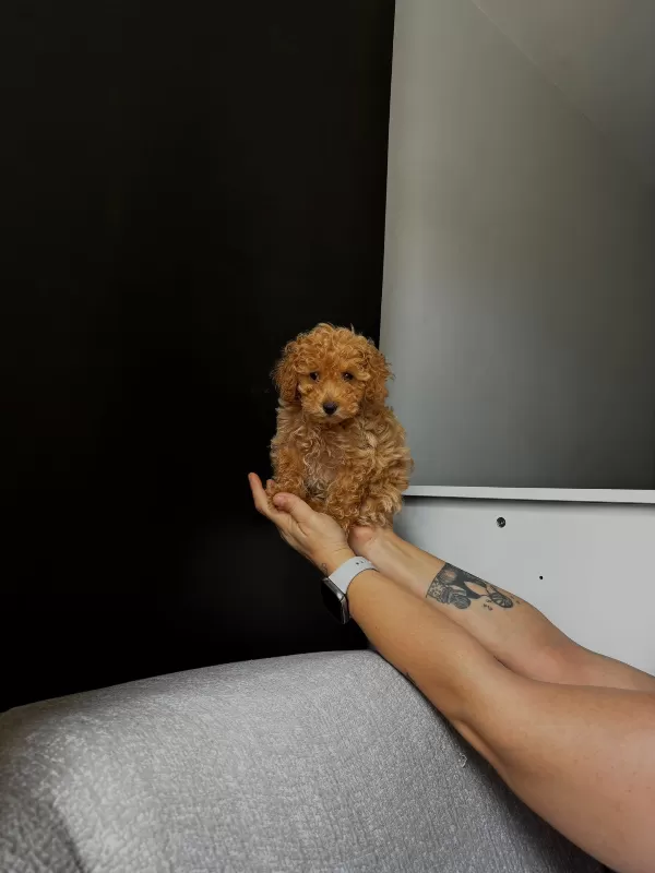 Toy Poodle bebeğimiz Teslime Hazır