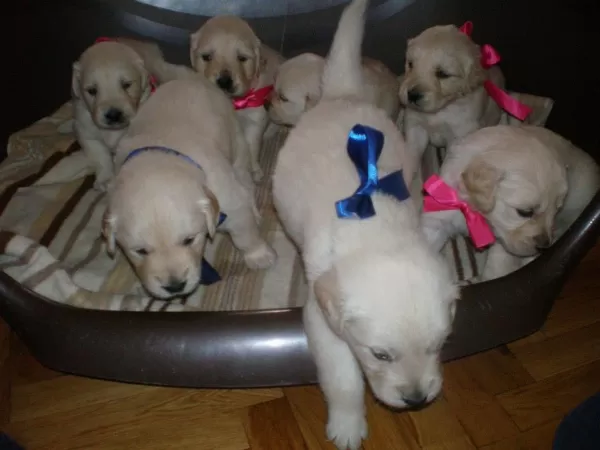 Golden Retriever Yavrulari