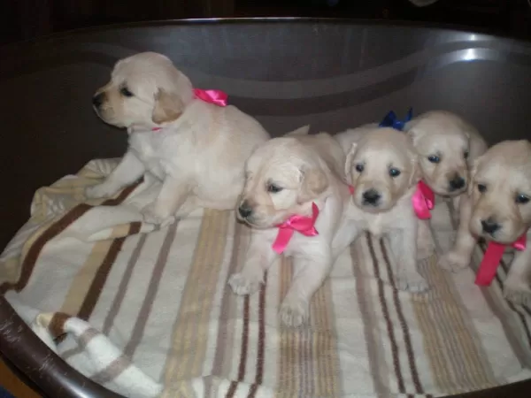 Golden Retriever Yavrulari