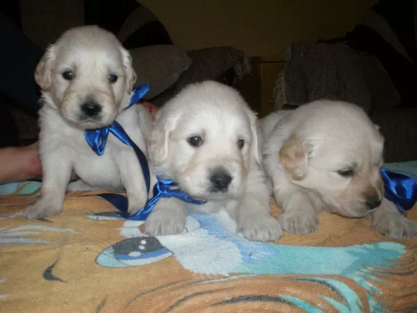 Golden Retriever Yavrulari
