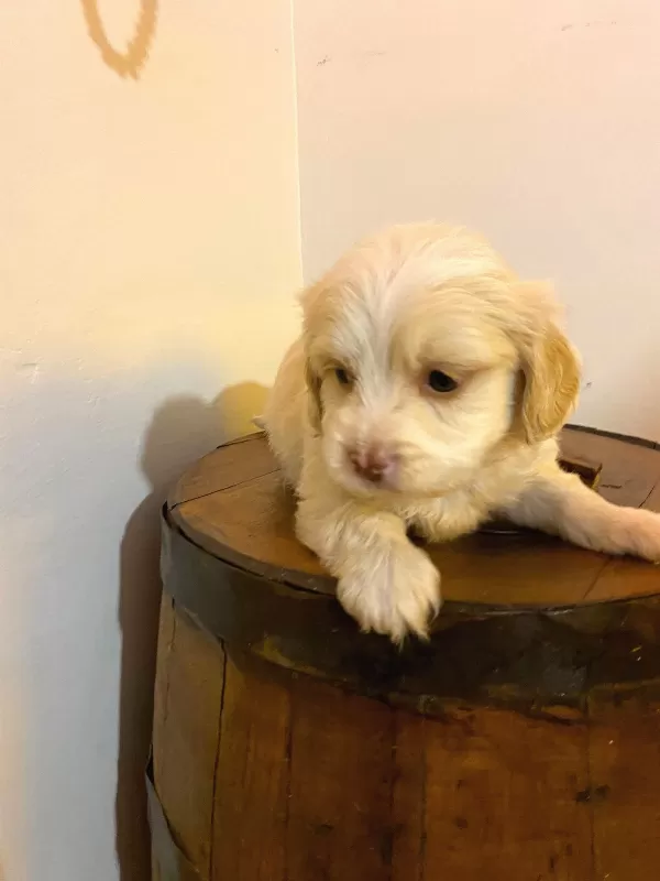 Maltipoo Yavrularımız