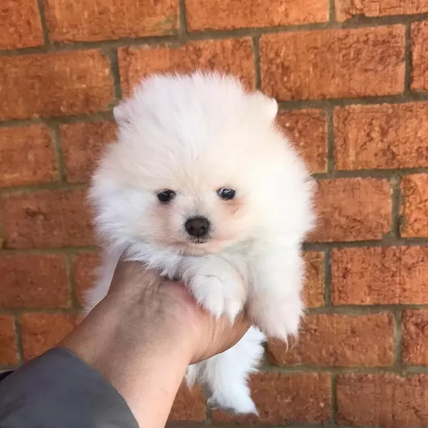 Irk Garantili Pomeranian Yavruları
