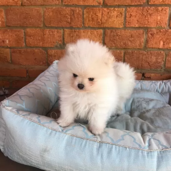 Irk Garantili Pomeranian Yavruları