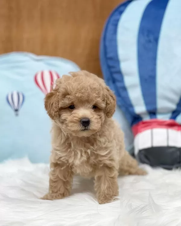 Dünya Tatlısı Maltipoo Yavruları
