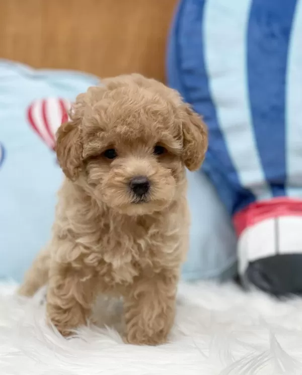 Dünya Tatlısı Maltipoo Yavruları