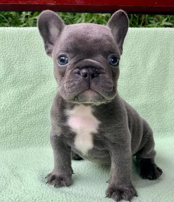 Blue Rench Bulldog Yavruları