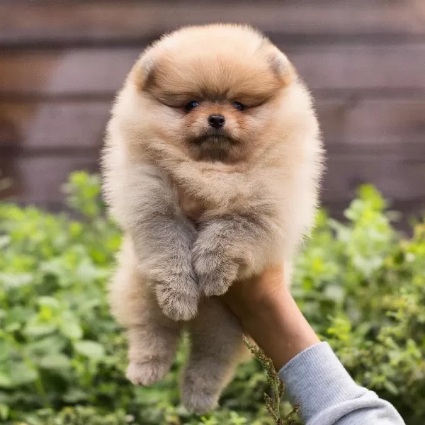 Pomeranian Boo Yavrulari