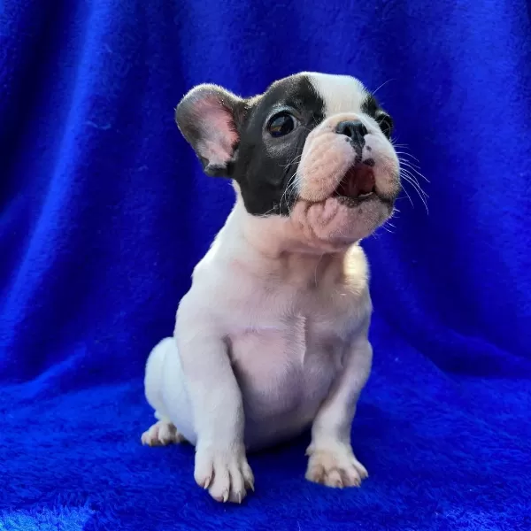 French Bulldog Yavrulari