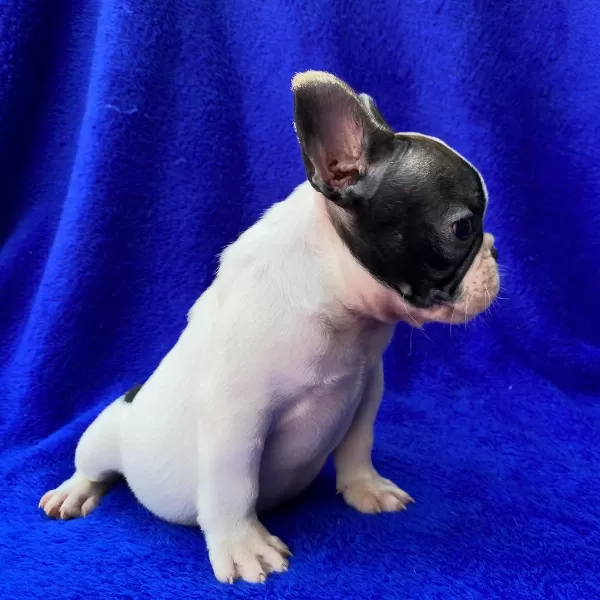 French Bulldog Yavrulari