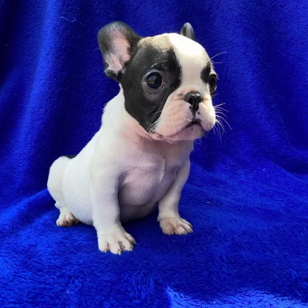 French Bulldog Yavrulari