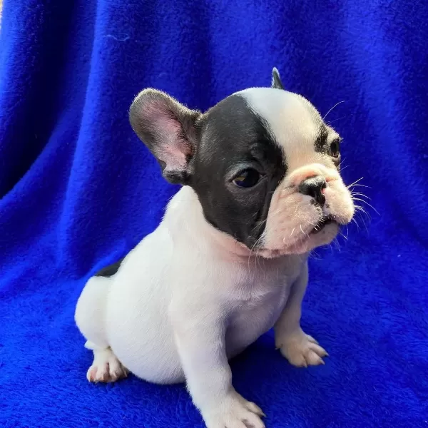 French Bulldog Yavrulari