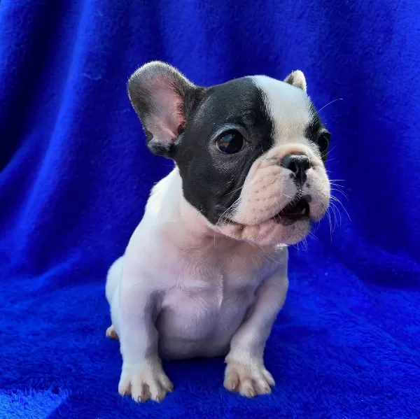 French Bulldog Yavrulari
