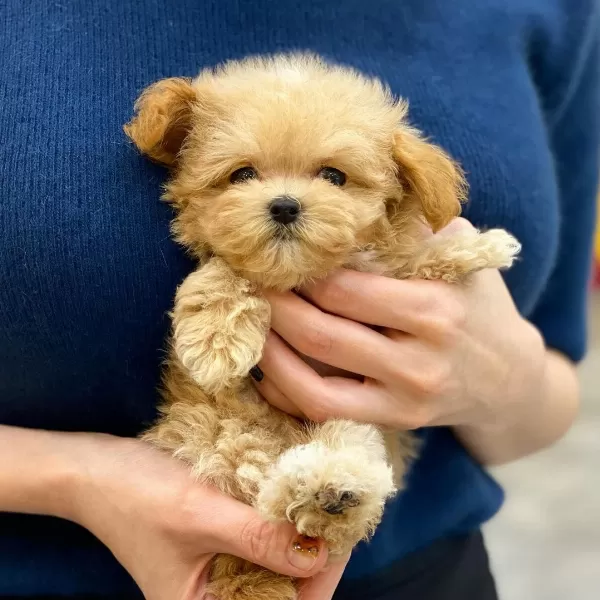 Efsane Maltipoo Yavrulari