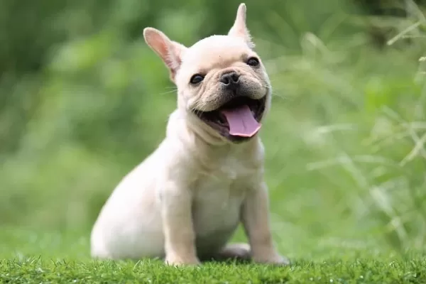Exotic French Bulldog Yavrulari