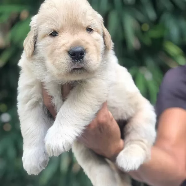 Golden Retriever Yavrulari