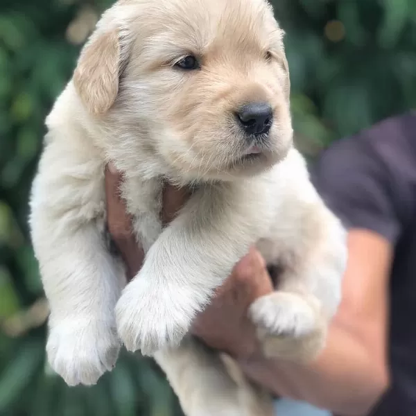Golden Retriever Yavrulari