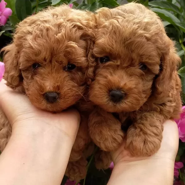 Efsane Toy Poodle Yavruları