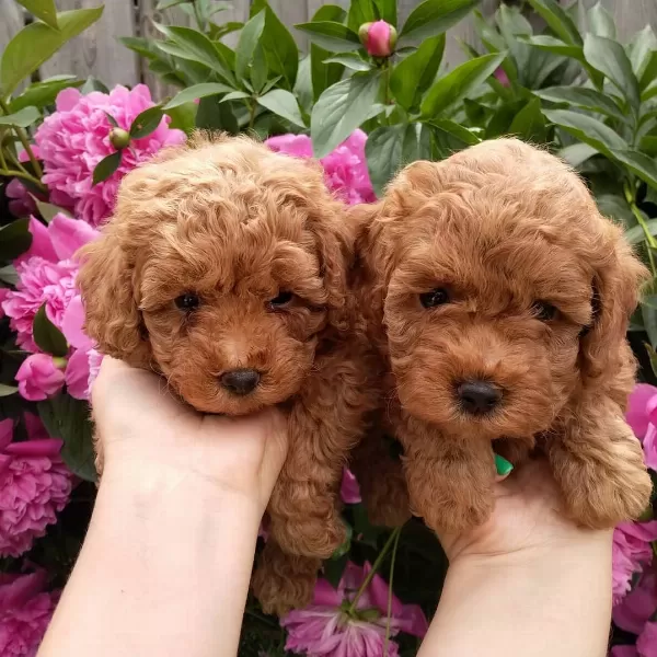 Efsane Toy Poodle Yavruları
