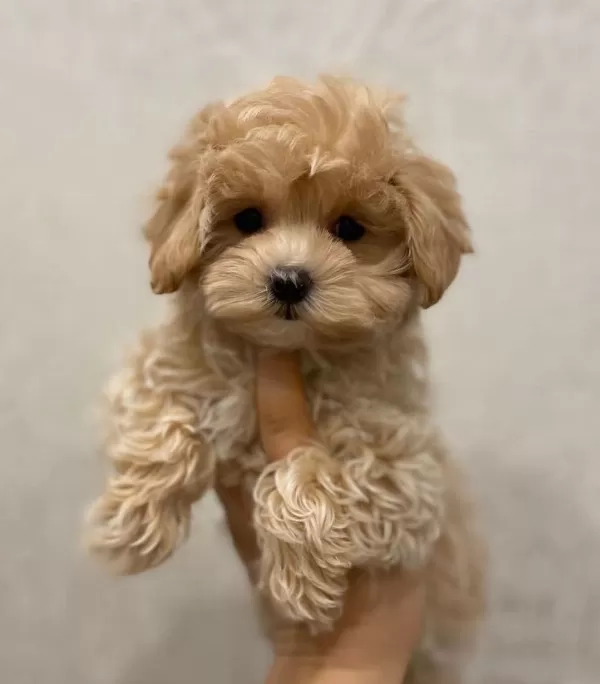 Irk Garantili Maltipoo Yavruları