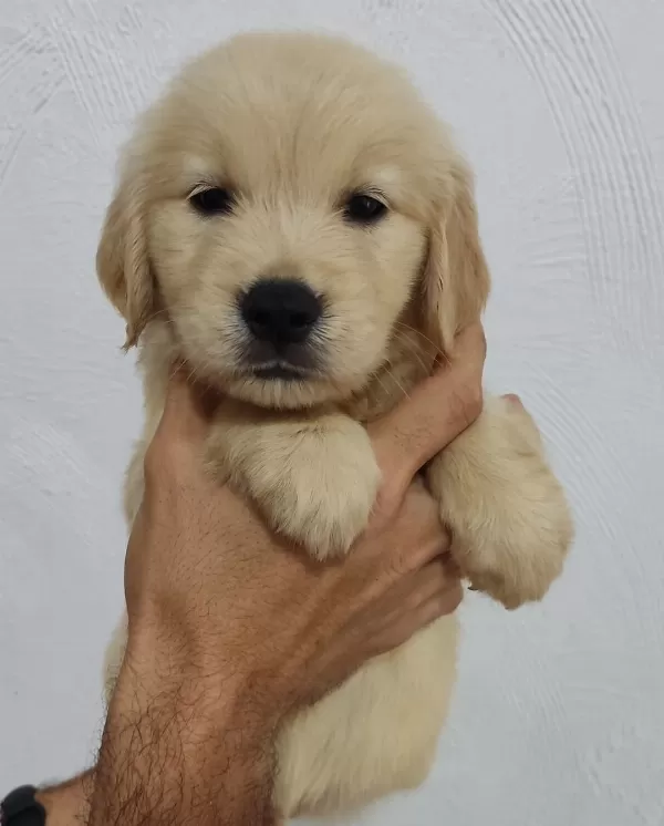 Golden Retriever Yavrulari