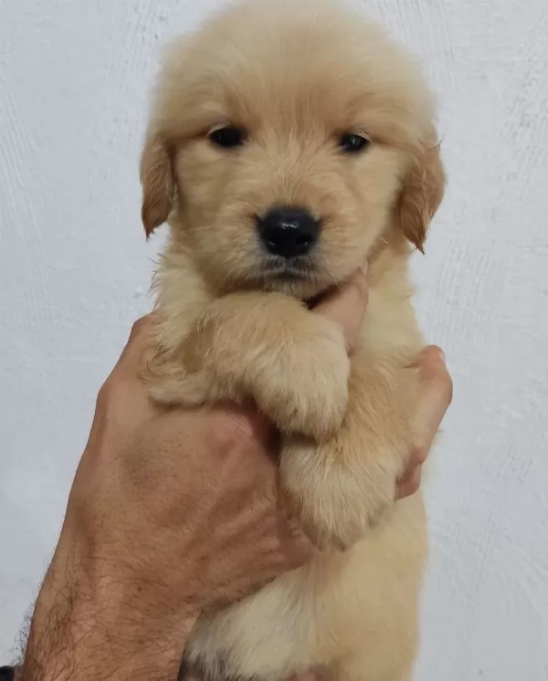Golden Retriever Yavrulari