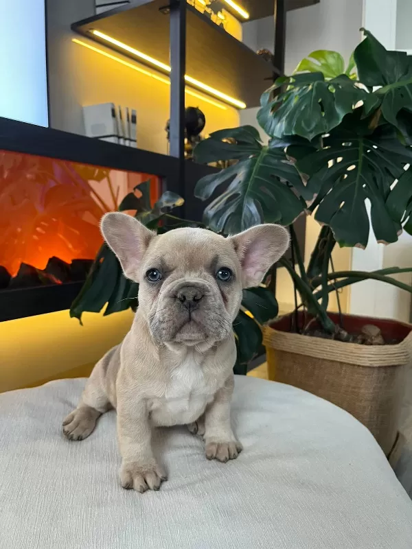 Egzotik French Bulldog Yavrular Harika Renkler Ve Anatomiler