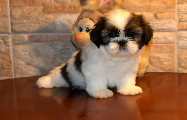 Irk Garantili Shih Tzu Yavrulari