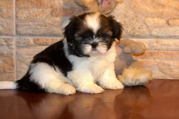 Irk Garantili Shih Tzu Yavrulari