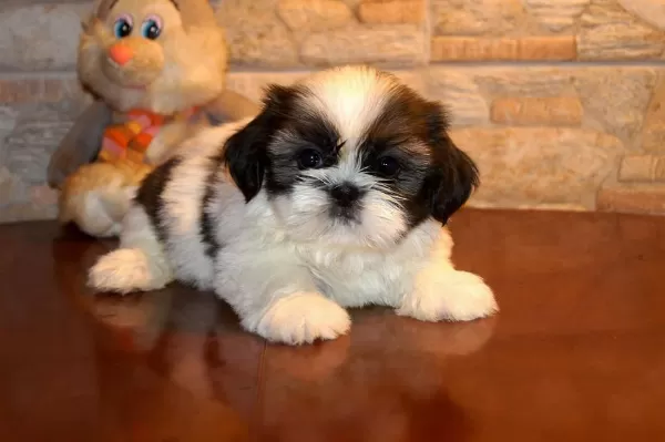 Irk Garantili Shih Tzu Yavrulari