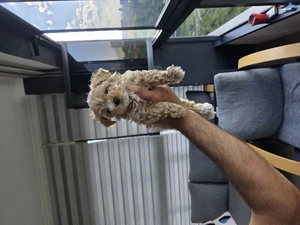 Tuvalet Eğitimli Minyatür Minnaklarım