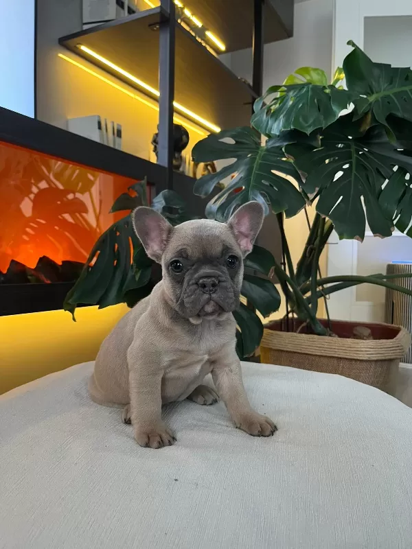 Egzotik French Bulldog Yavrular Harika Renkler Ve Anatomiler