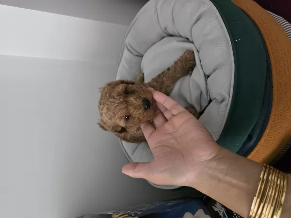 Tuvalet Eğitimli Minyatür Minnaklarım