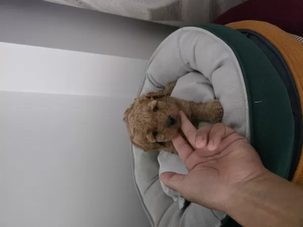 Tuvalet Eğitimli Minyatür Minnaklarım