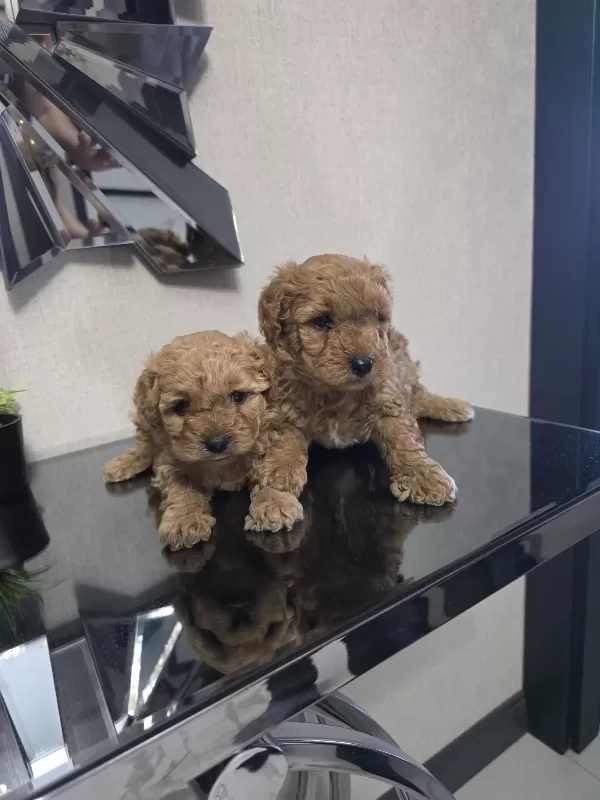 Teslime Hazır Poodle Minnaklarım