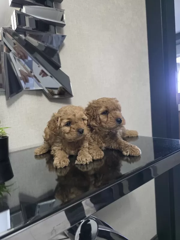 Teslime Hazır Poodle Minnaklarım