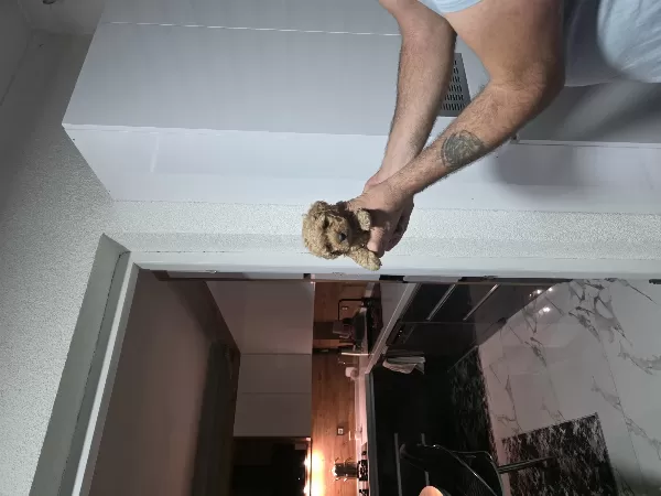 Çok Büyümeyen Minyatür Minnaklarım
