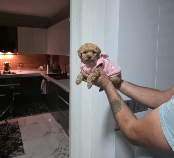 Çok Büyümeyen Minyatür Minnaklarım