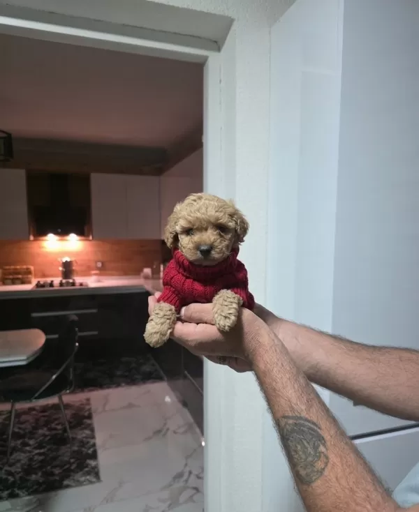 Çok Büyümeyen Minyatür Minnaklarım