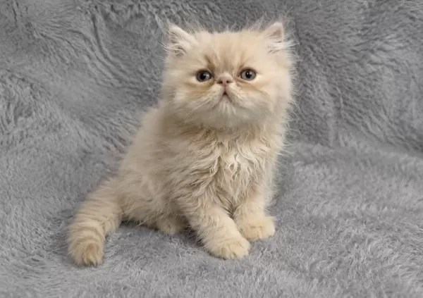 İran Persian Show Kalite