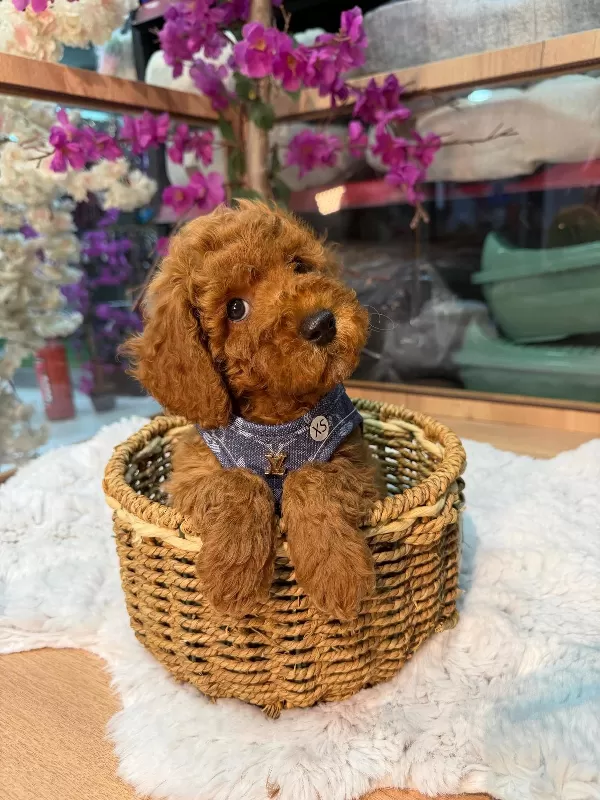 Irk Ve Sağlık Garantili Toy Poodle Bebekler