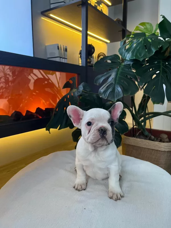 Egzotik French Bulldog Yavrular Harika Renkler Ve Anatomiler