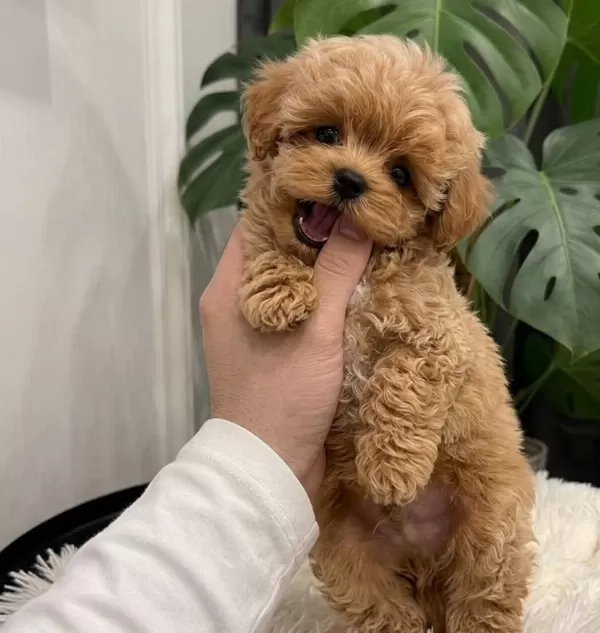 Orjinal Maltipoo Bebeklerimiz Yeni Aileleriyle Tanışmayı Bekliyor