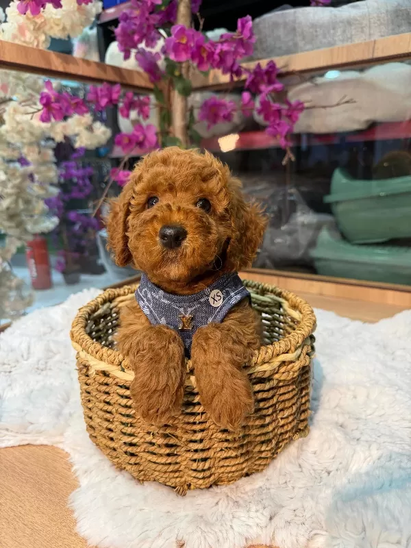 Irk Ve Sağlık Garantili Toy Poodle Bebekler