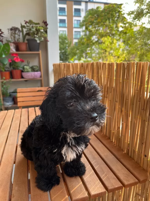 Minyatür Toy Poodle Erkek 3 Aylık