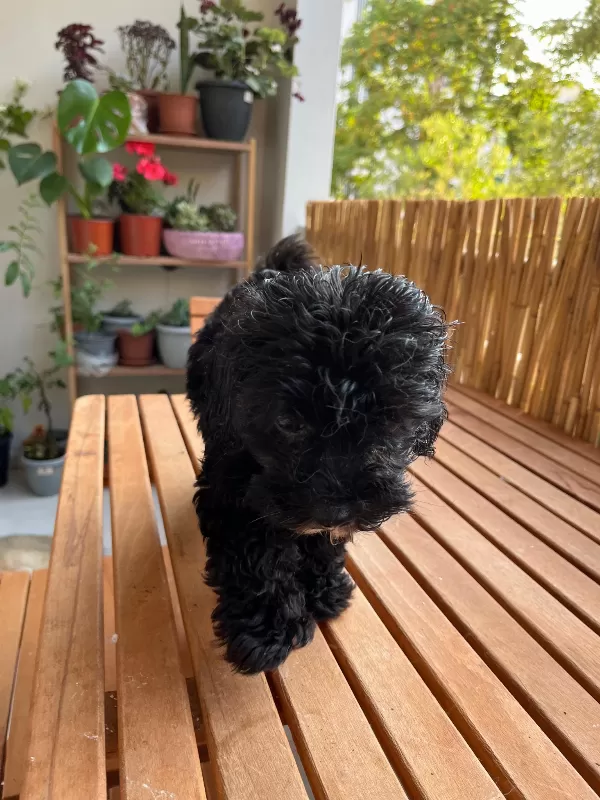 Minyatür Toy Poodle Erkek 3 Aylık