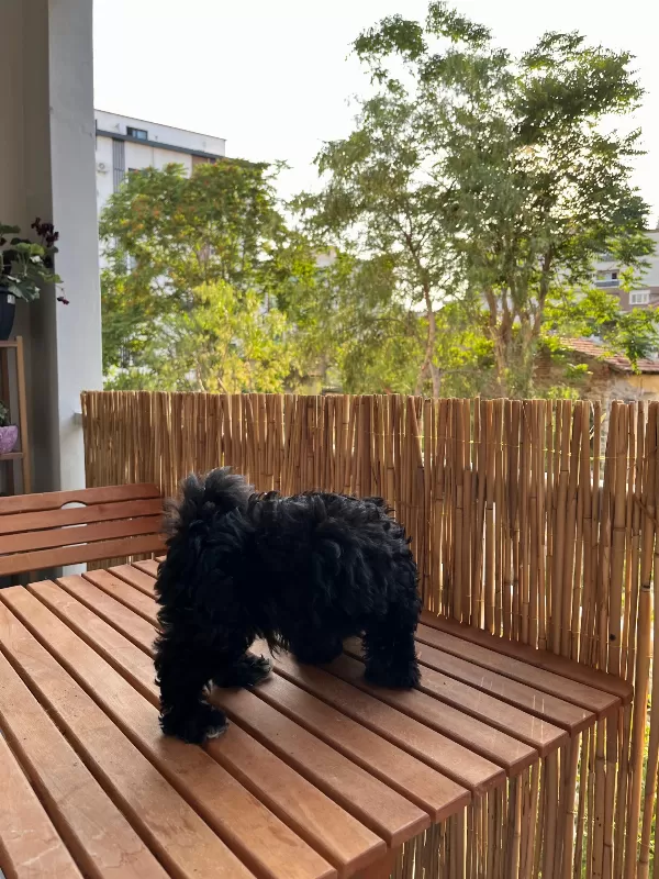 Minyatür Toy Poodle Erkek 3 Aylık