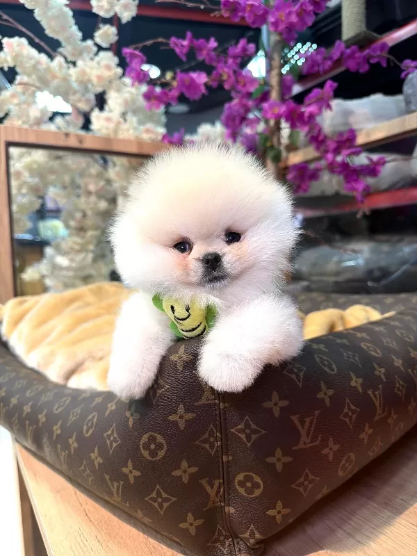 Sevimli Pomeranian Yavruları Yeni Ailesini Bekliyor