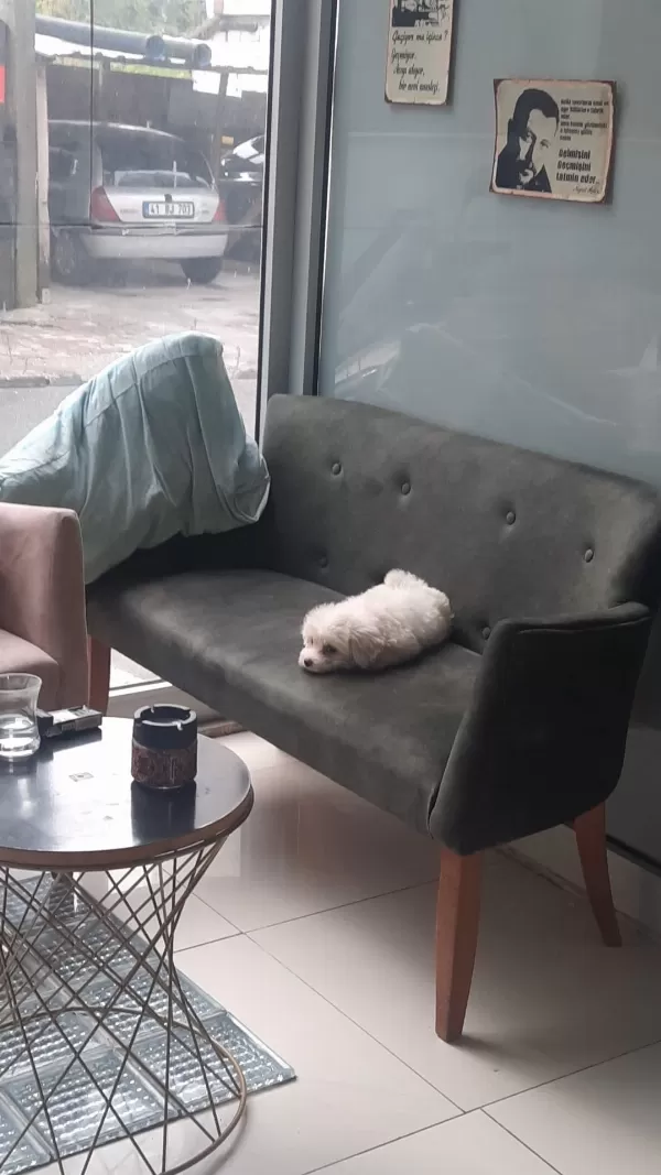 3 Buçuk Aylık Maltese