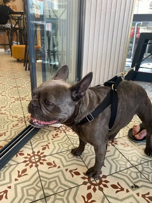 Sevimli Dişi French Bulldog